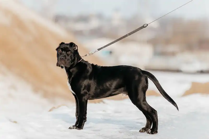 The American Bandogge