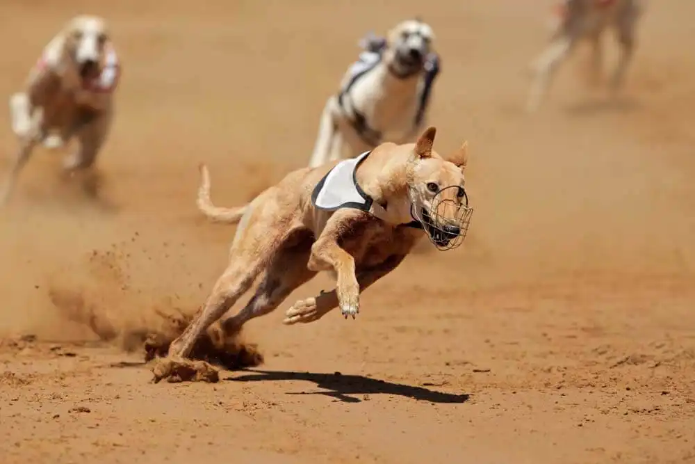 The Fastest Dogs