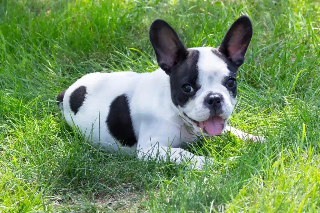 The Rise of the French Bulldog