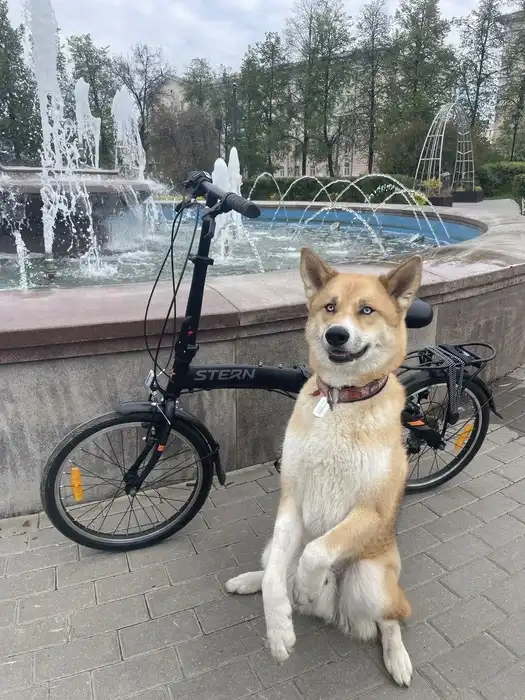 The Story of a Dog