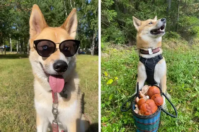The Story of a Dog 