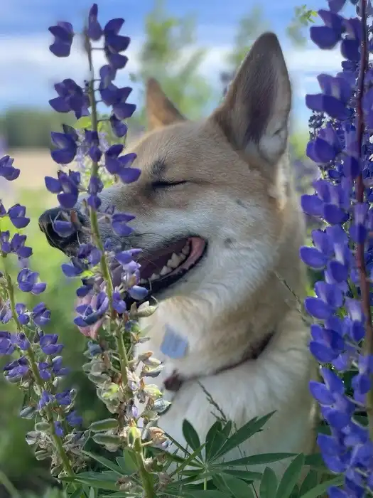 The Story of a Dog
