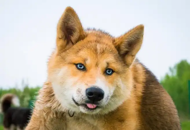 The Story of a Dog