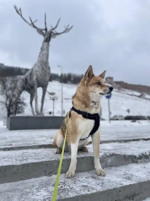 The Story of a Dog