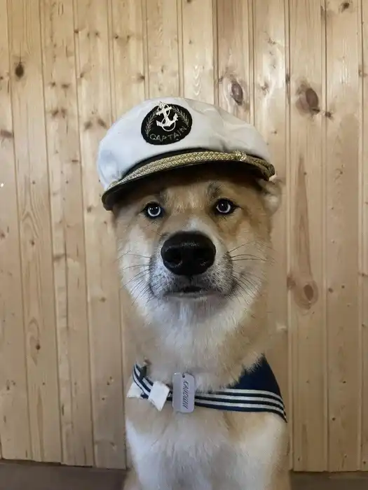 The Story of a Dog