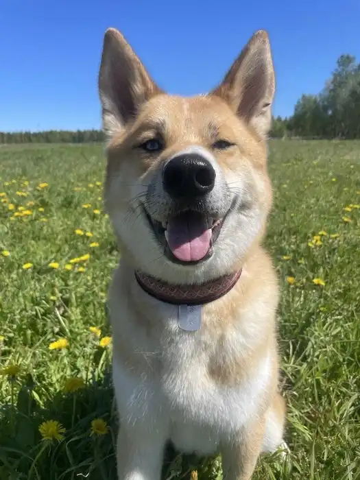 The Story of a Dog