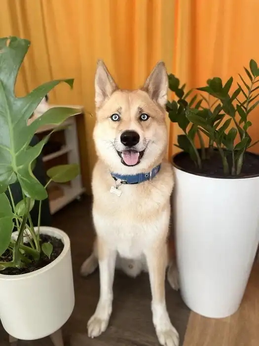 The Story of a Dog