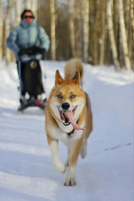 The Story of a Dog