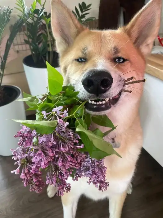 The Story of a Dog