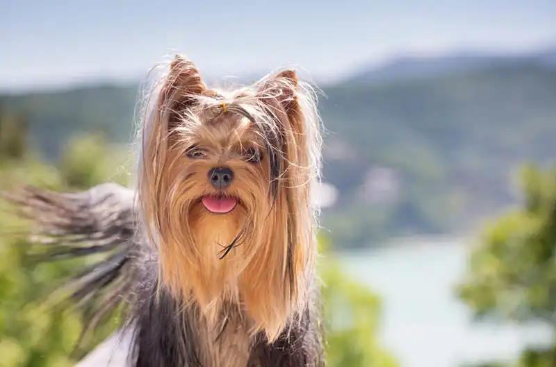 The Yorkshire Terrier