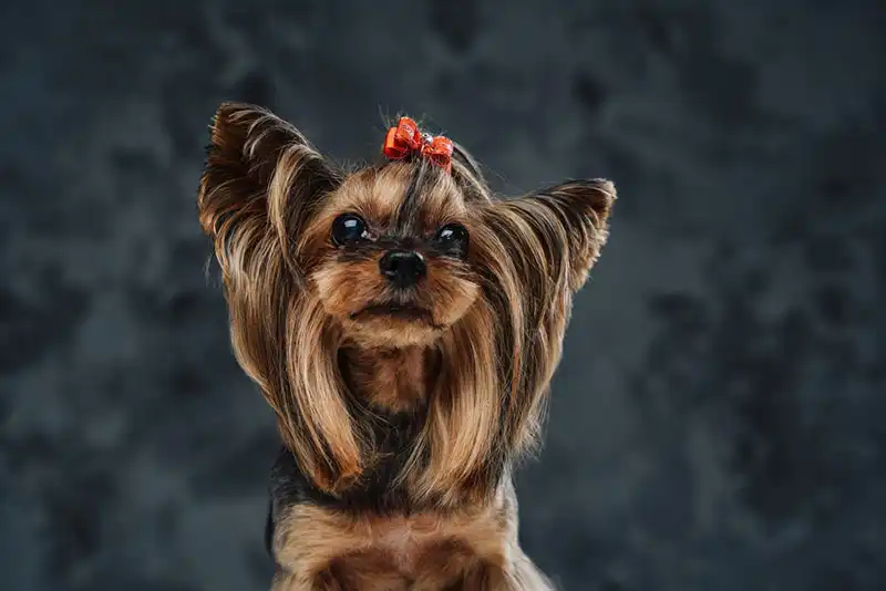 The Yorkshire Terrier