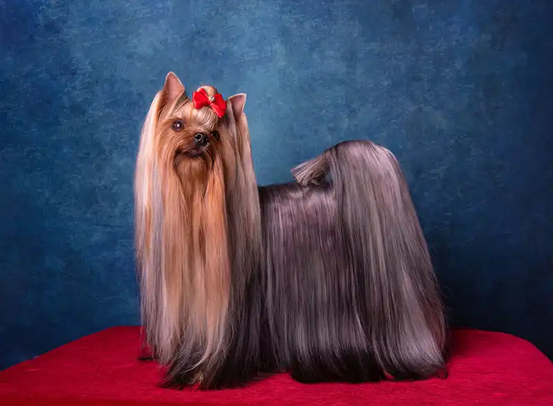 The Yorkshire Terrier