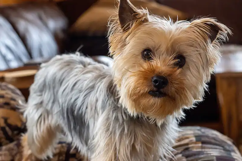 The Yorkshire Terrier