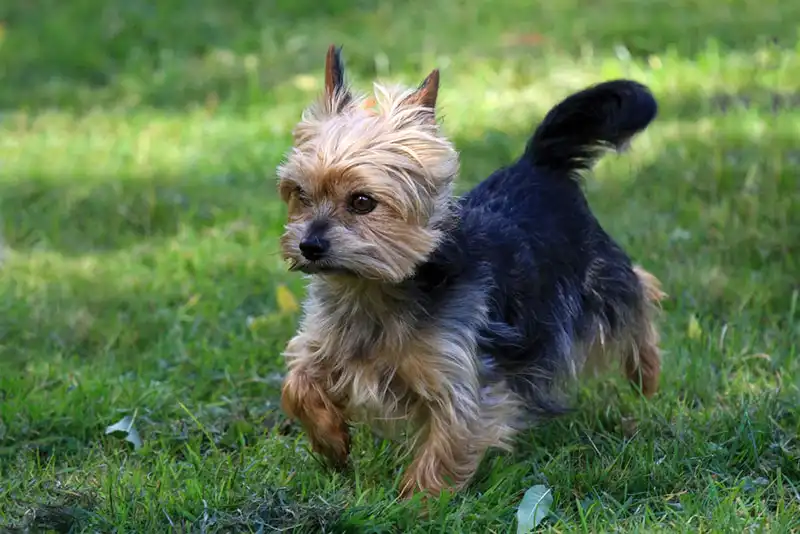 The Yorkshire Terrier
