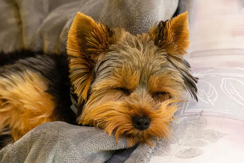 The Yorkshire Terrier