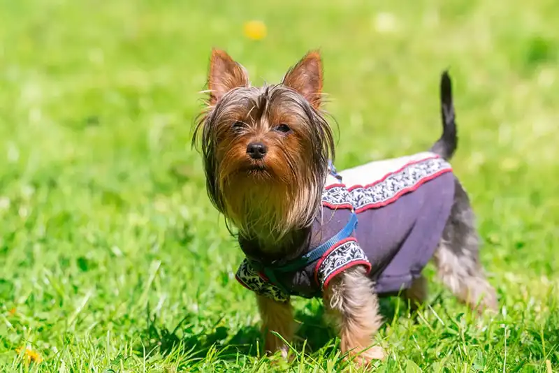 The Yorkshire Terrier