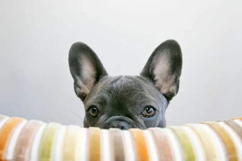 The dog has red eyes
