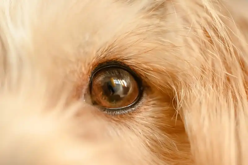 The dog has red eyes