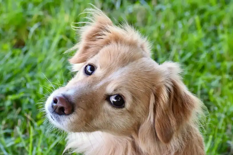 The dog has red eyes