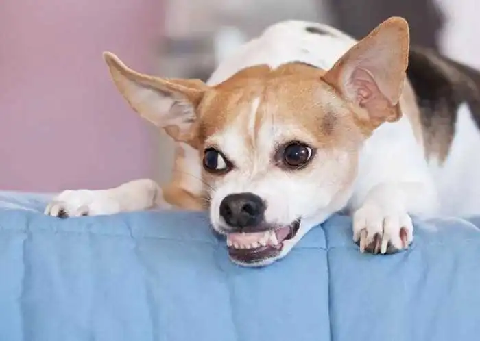 The dog suddenly became aggressive