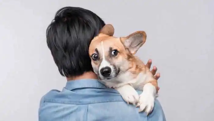 The dog suddenly became aggressive 