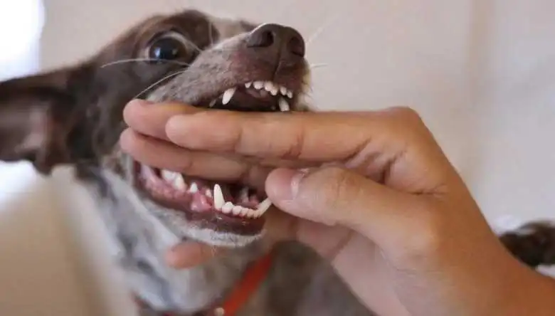 The dog suddenly became aggressive