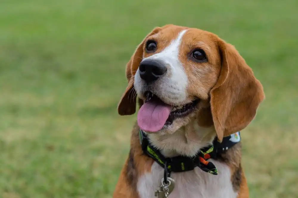 The most beautiful dog breeds
