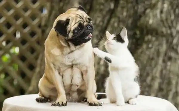 The pug