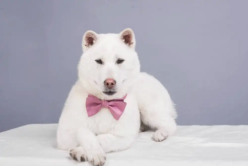 The rarest dog
