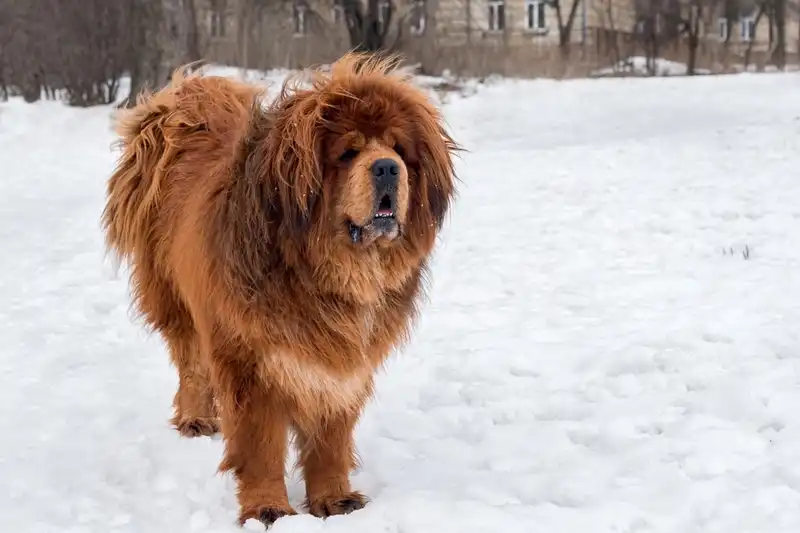 Tibetan Mastiff 
