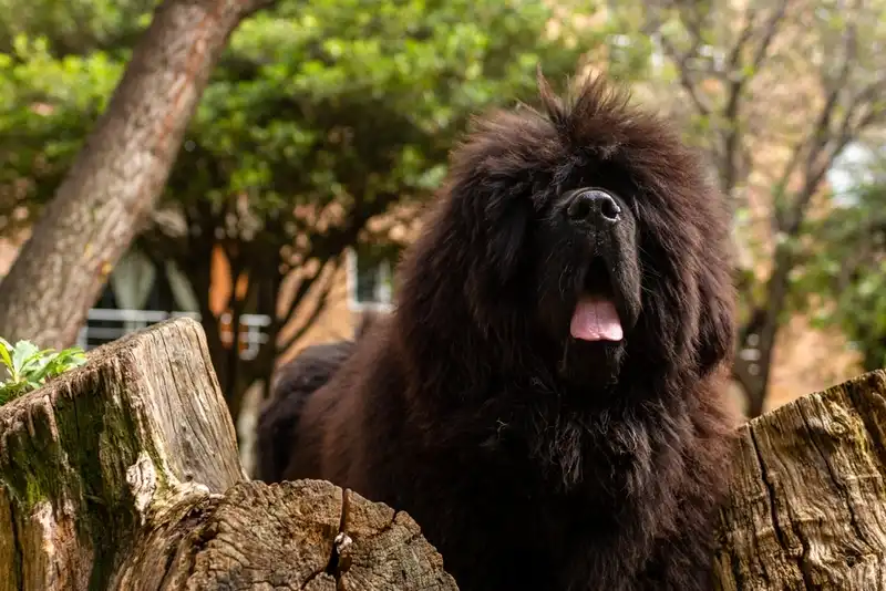 Tibetan Mastiff