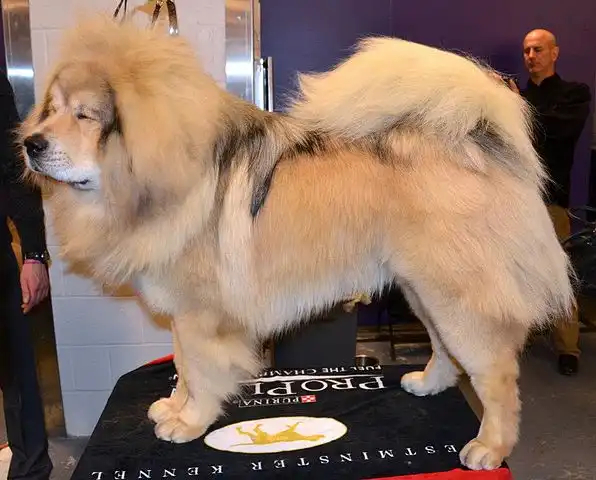 Tibetan Mastiff 