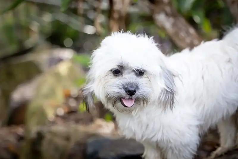 Tibetan Spaniel