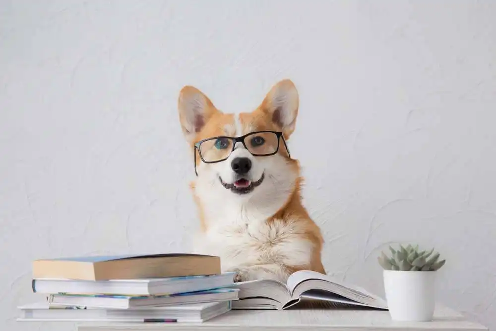 Top 10 Smartest Dog Breeds