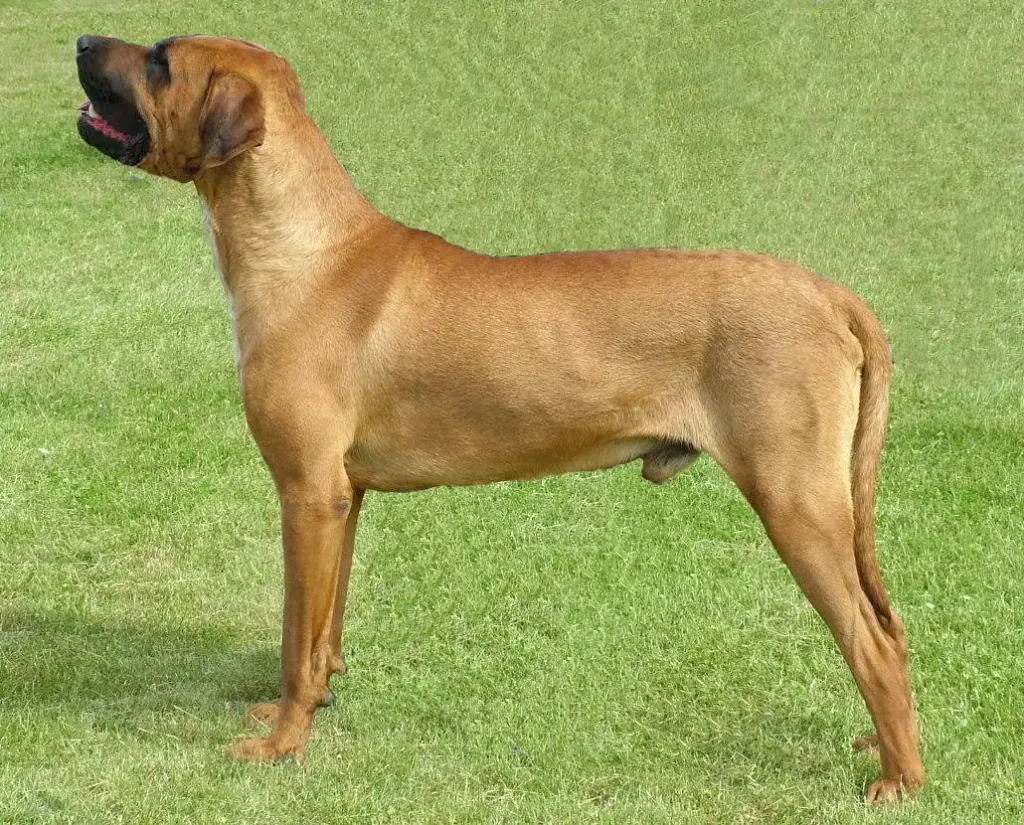 Tosa Inu 