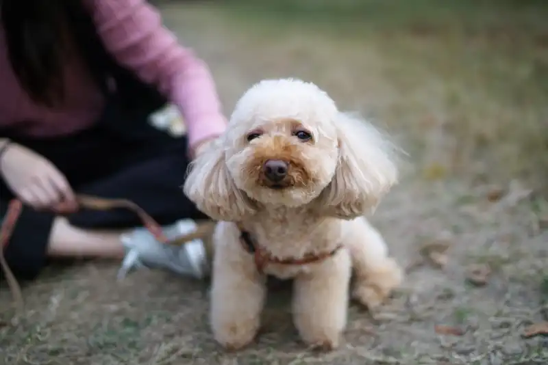 Toy Poodle