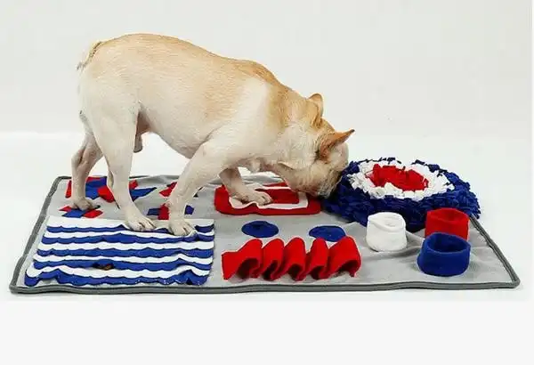 Train a dog