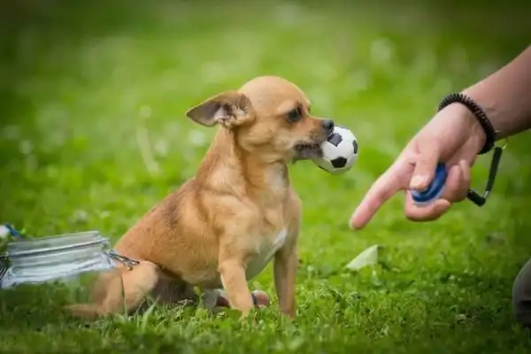 Train a dog without treats