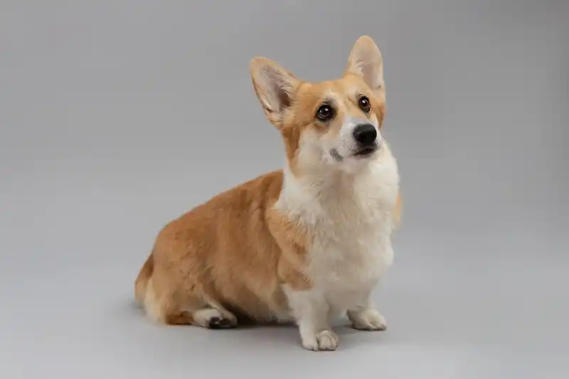 Welsh Corgi