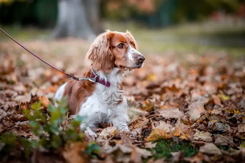 Welsh Springer Spaniel 