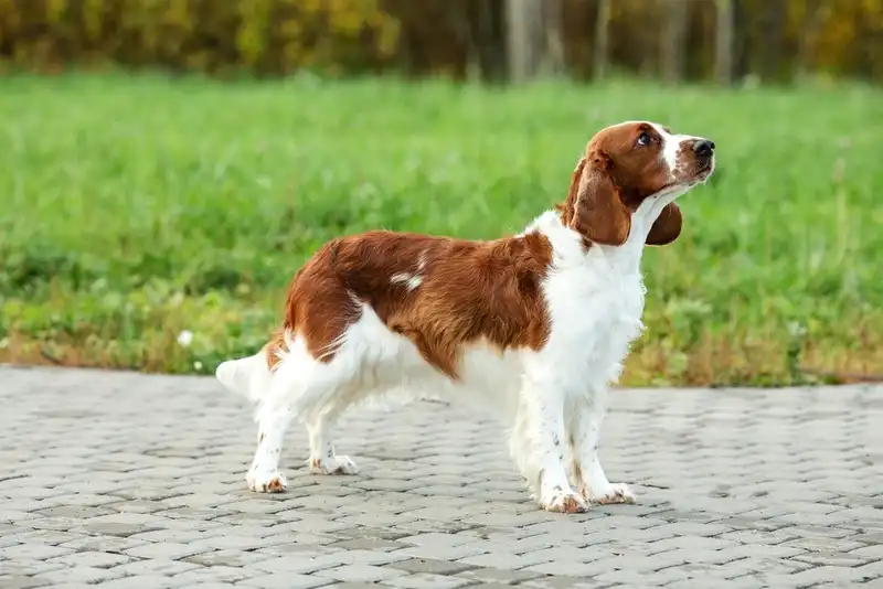 Welsh Springer Spaniel