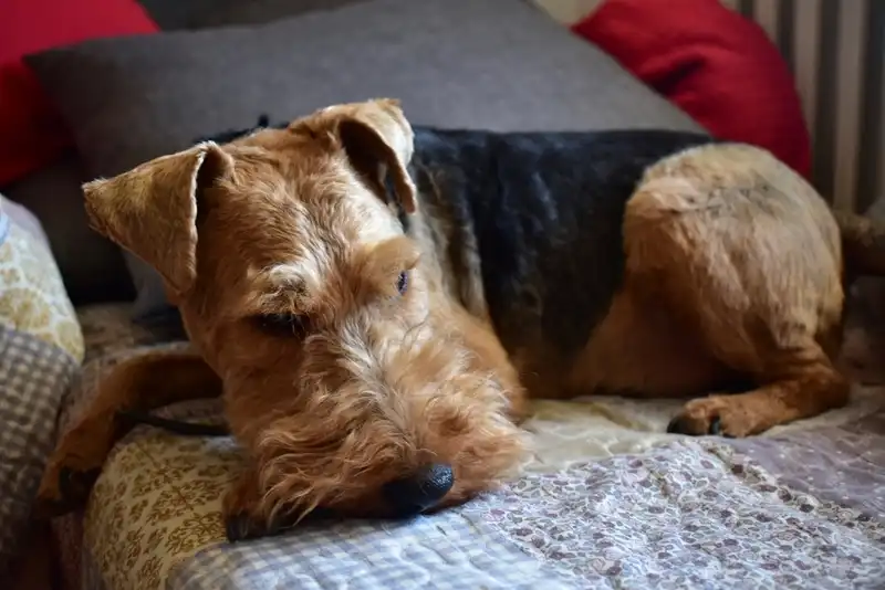 Welsh Terrier