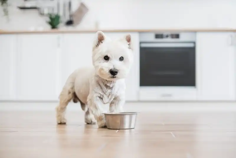 West Highland White Terrier