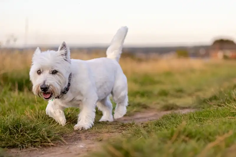 West Highland White Terrier