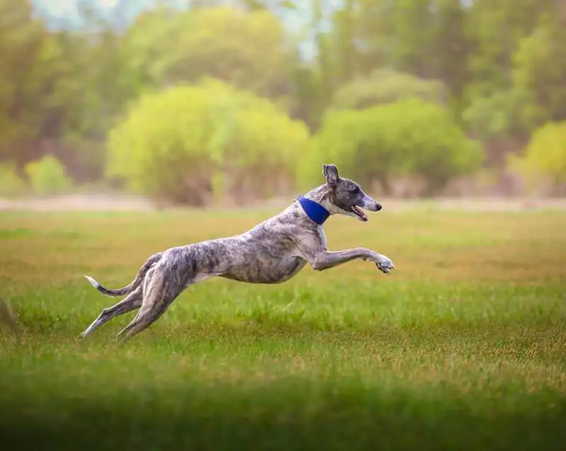 Whippet