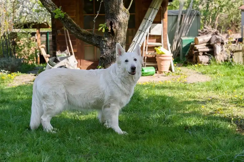 White Swiss Shepherd