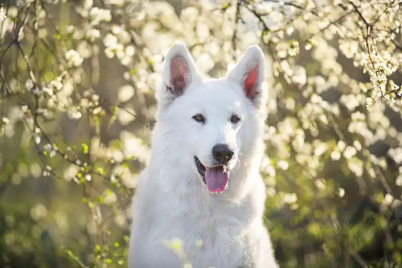 White Swiss Shepherd