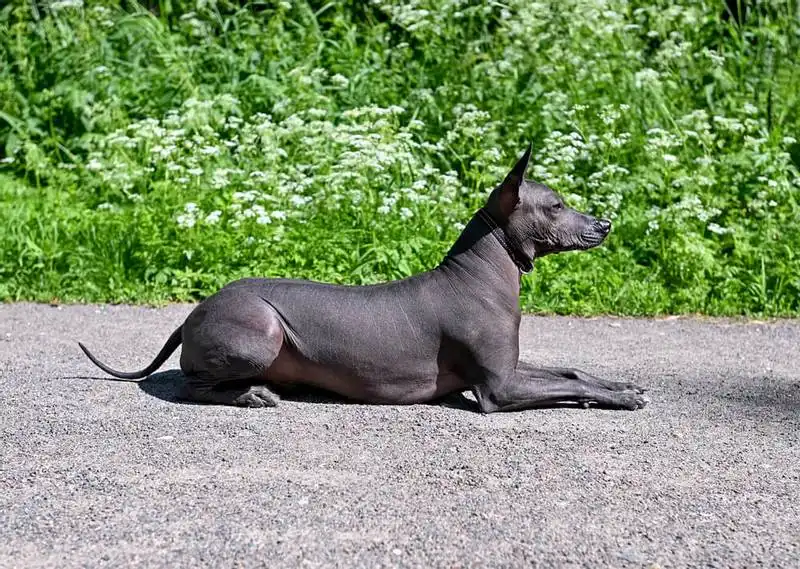 Xoloitzcuintle 