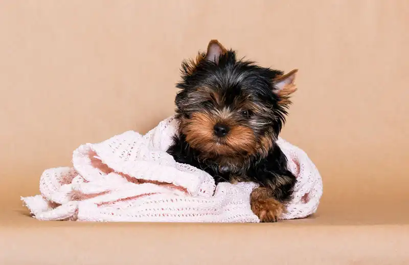 Yorkie puppy