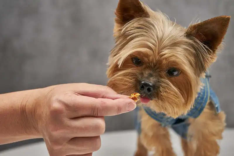 Yorkshire Terrier Nutrition